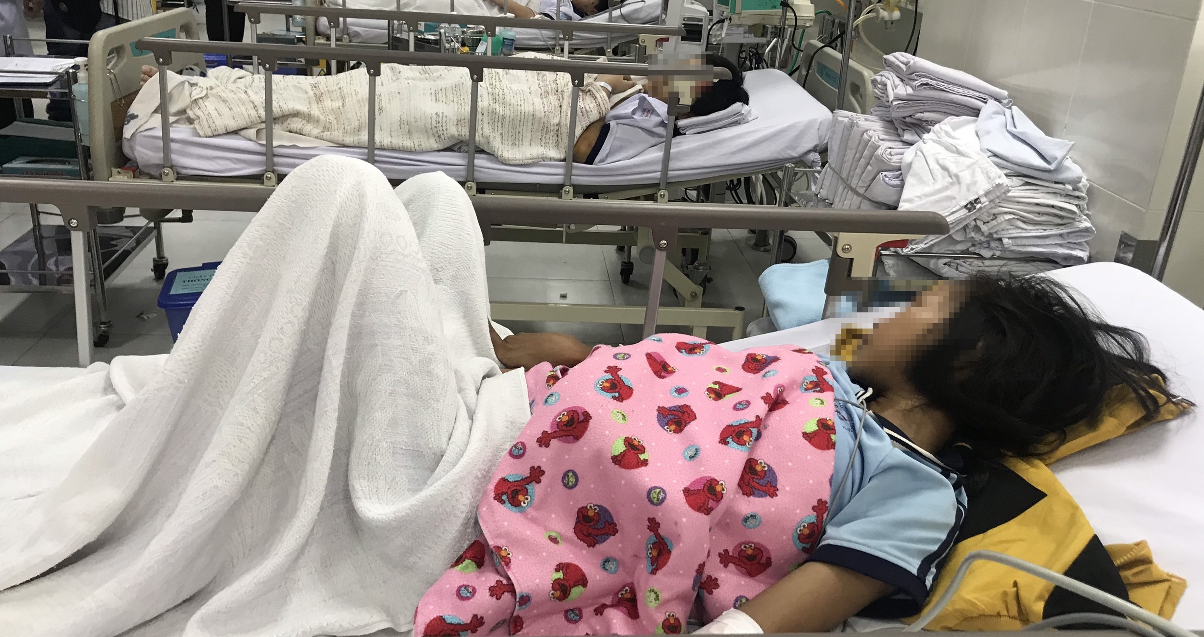 cay phuong bat goc de nhieu hoc sinh anh 1