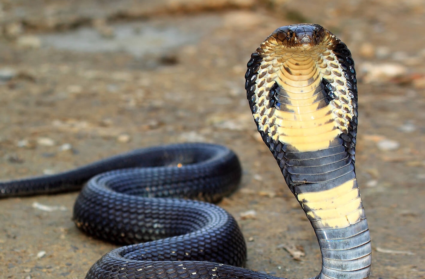 Cuu hai be trai bi ran ho can hinh anh