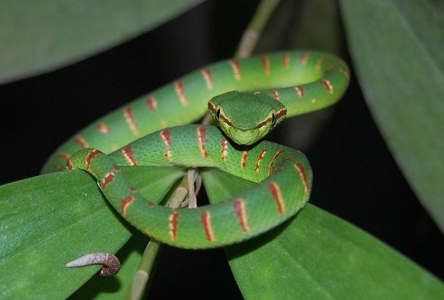 Lam gi khi bi ran doc tan cong? hinh anh