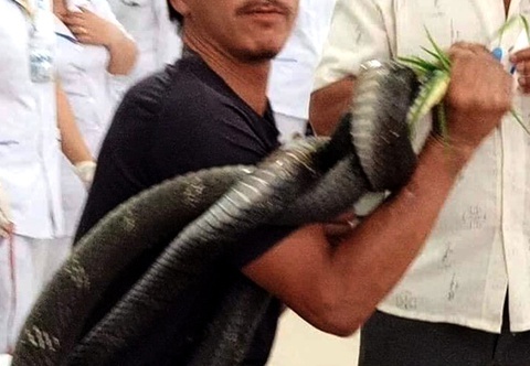 Nguoi bi ran ho mang can hoi phuc hinh anh