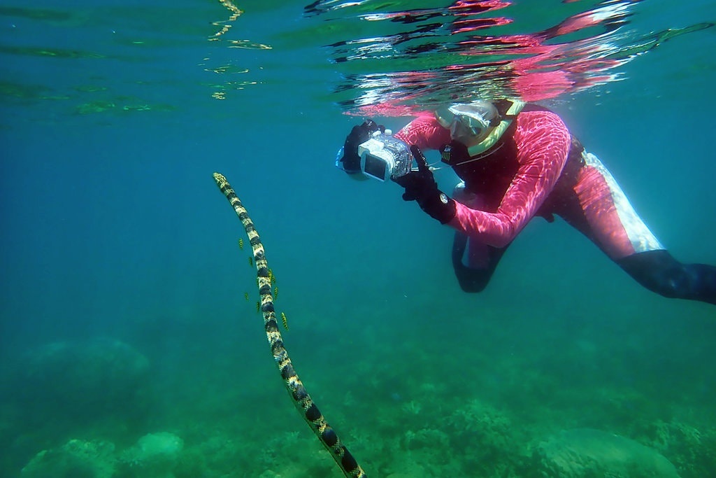 Nhan biet ran doc anh 6