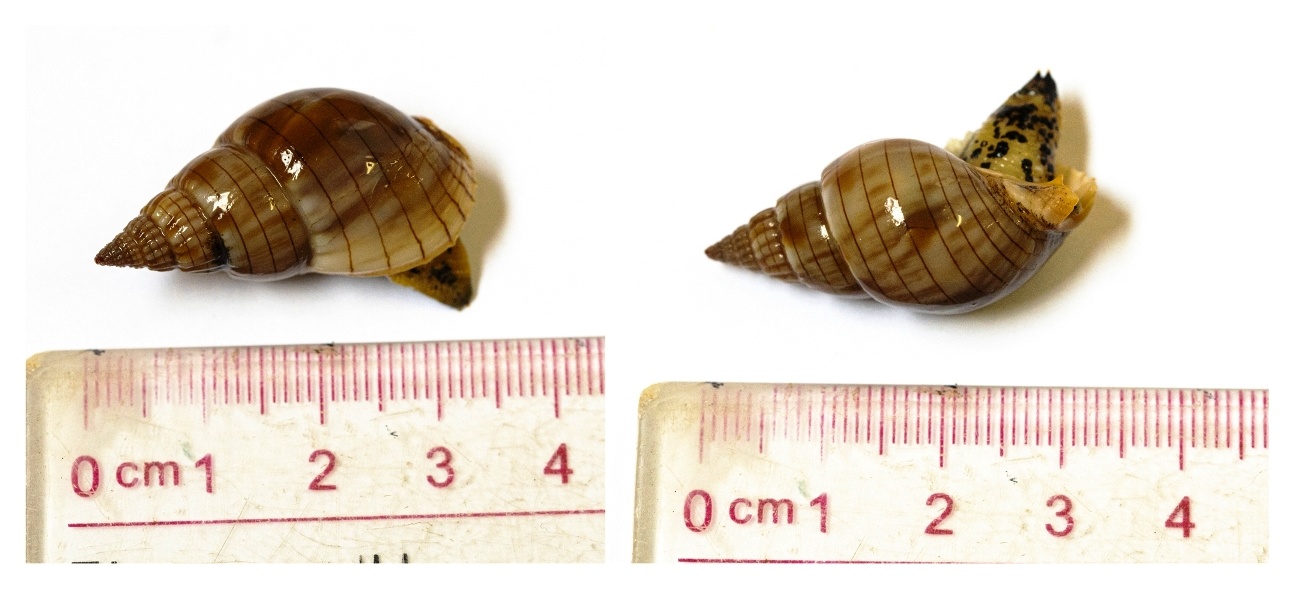 tu vong do ngo doc oc bien anh 2