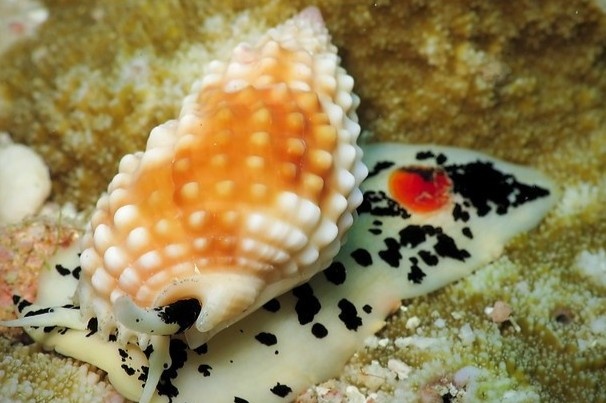 Dau hieu nhan biet nguoi bi ngo doc oc bien hinh anh