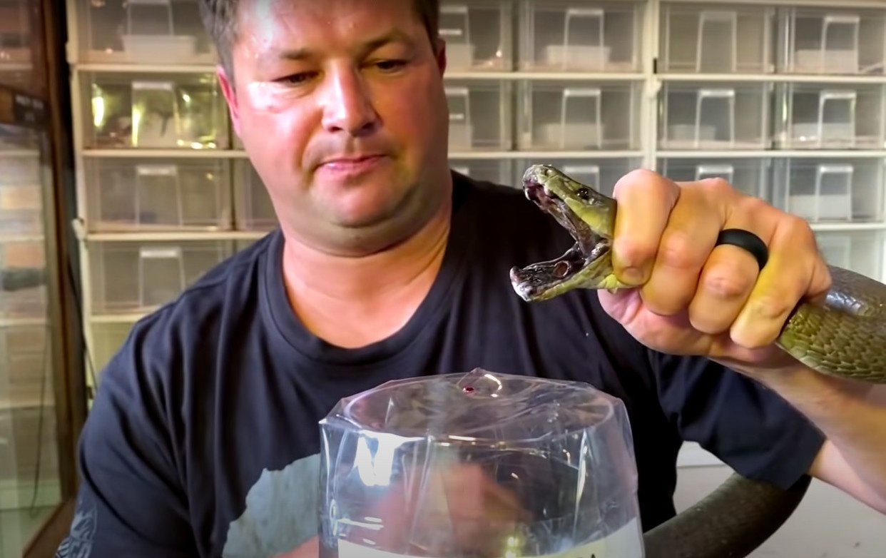 Mau dong dac the nao khi nhiem noc doc cua ran? hinh anh