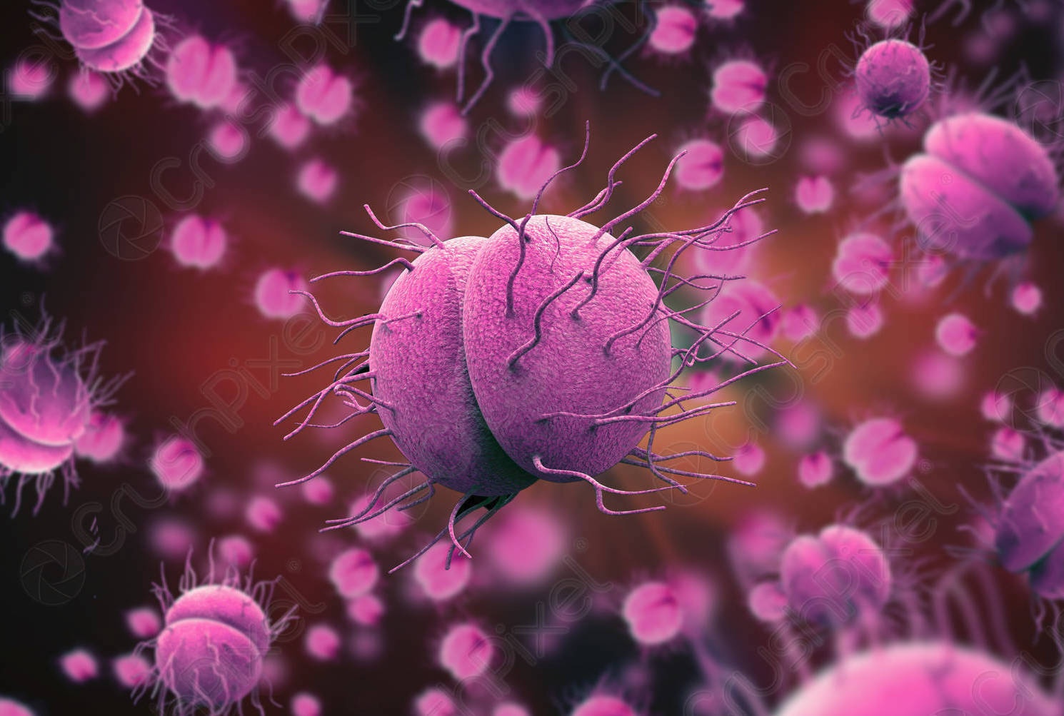 Benh lay qua duong tinh duc hiem gap xuat hien tai Viet Nam hinh anh