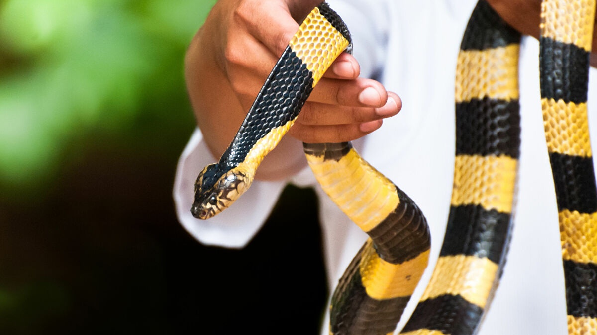 ran doc bo vao nha sau lu anh 3