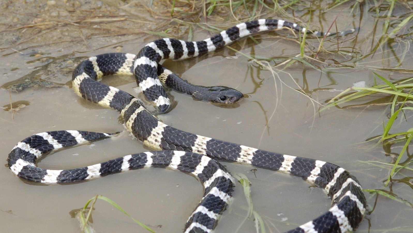 Hanh dong giup giu tinh mang khi ran doc bo vao nha sau lu hinh anh