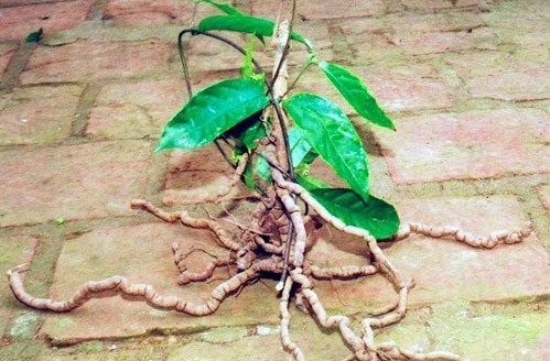 rượu ba kích tăng bản lĩnh nam giới ảnh 1 ruou ba kich tang ban linh nam gioi anh 1