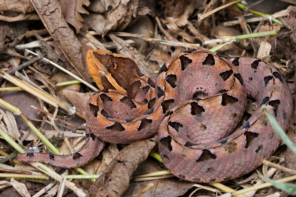 noc doc ran cham quap anh 3