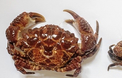 Xac dinh loai cua co chat doc nguy hiem tai Viet Nam hinh anh