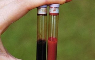 Mau be trai chuyen thanh mau nau hinh anh