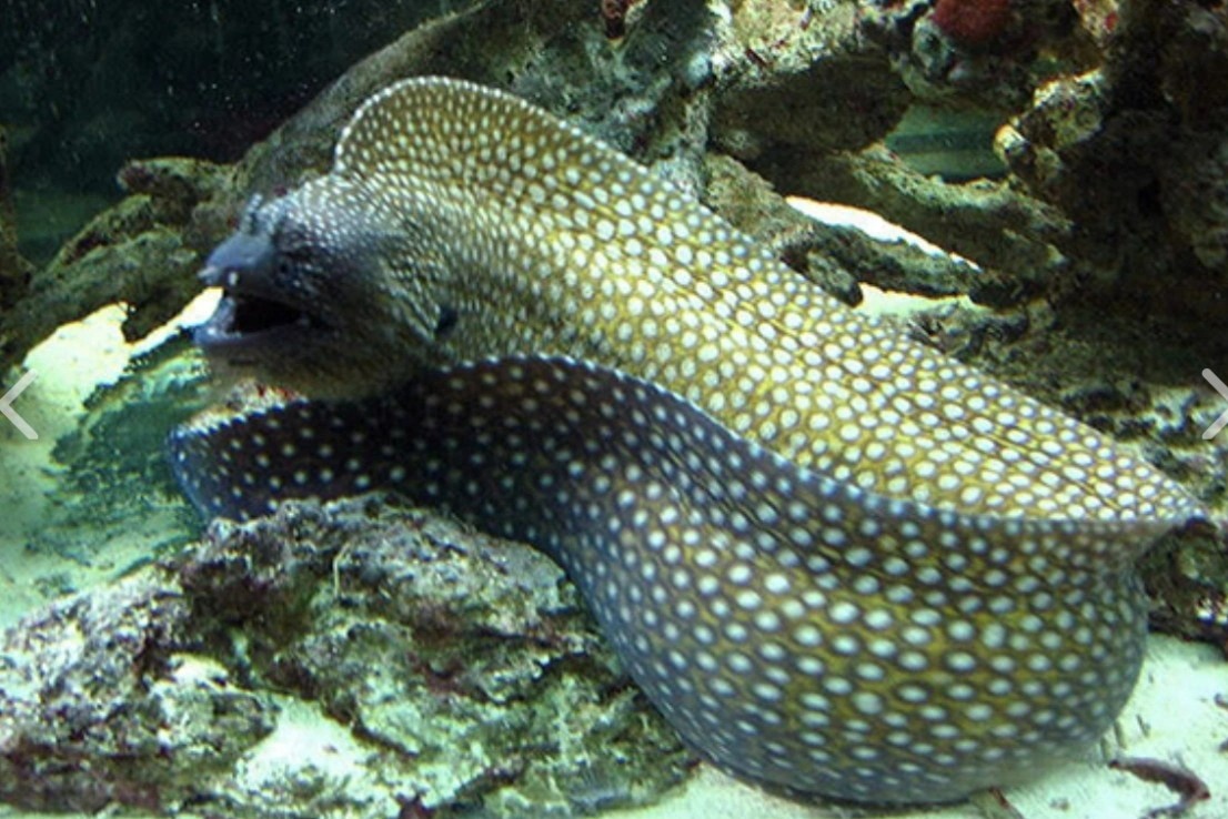 7 nguoi o Ba Ria - Vung Tau ngo doc do an noi tang ca Chinh Bong bien hinh anh