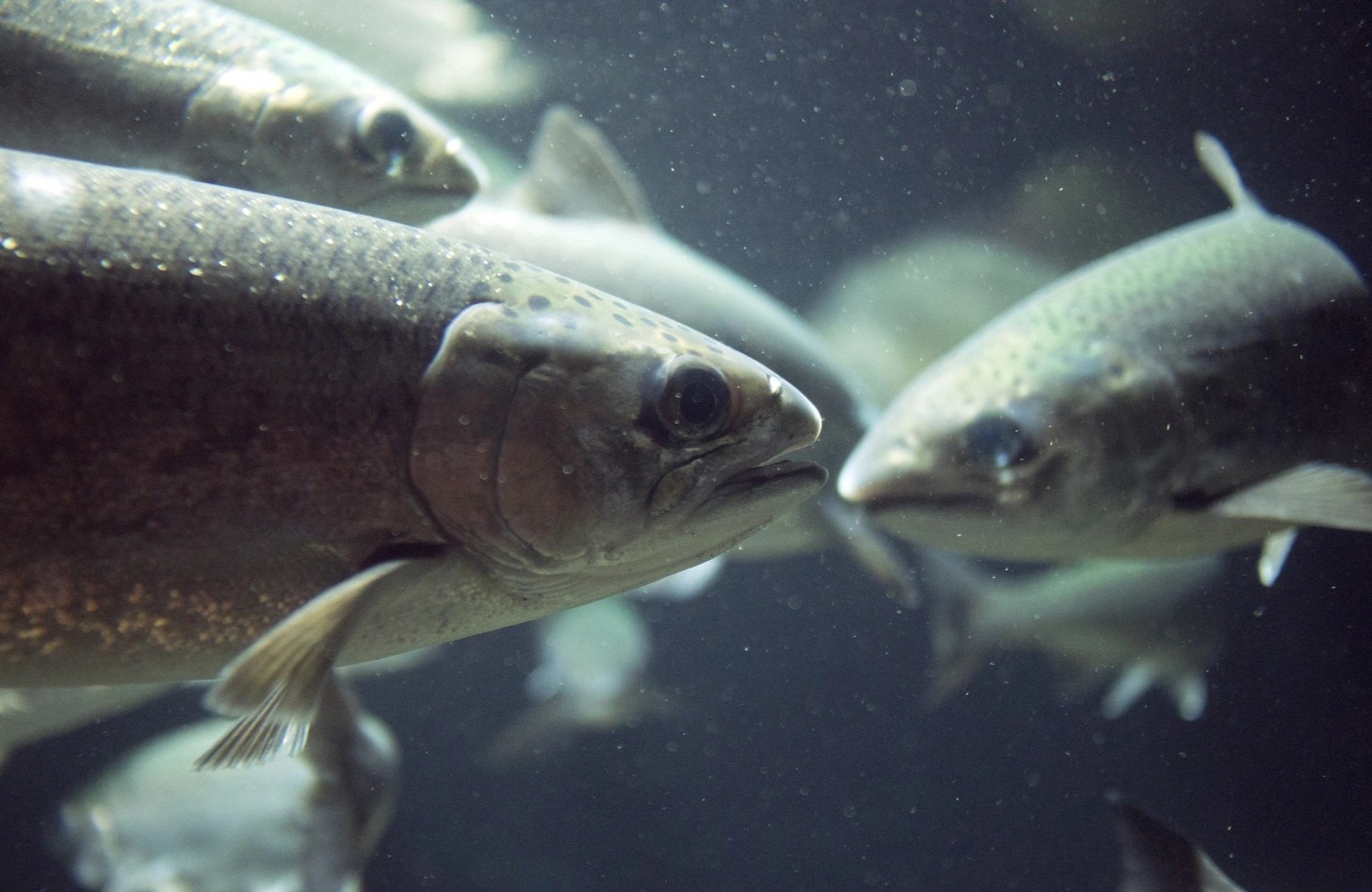 Loai khi doc nghi dung sau cai chet cua 4 nguoi o TP.HCM hinh anh