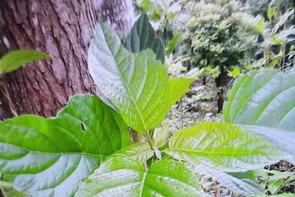 Nam thanh nien suy gan cap sau khi an loai rau quen thuoc hinh anh