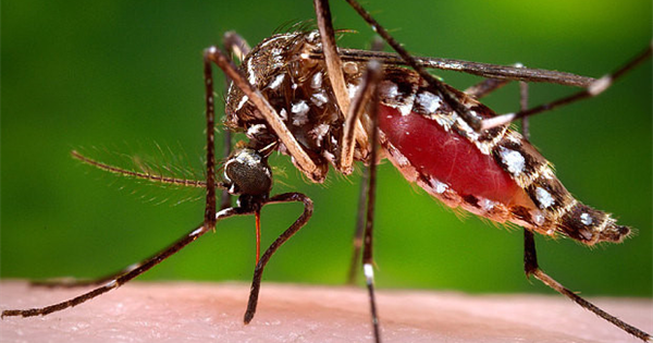 muỗi Aedes aegypti gây bệnh sốt xuất huyết ảnh 1 muoi Aedes aegypti gay benh sot xuat huyet anh 1