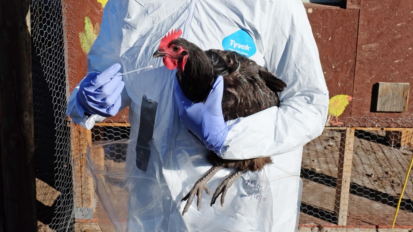 TP.HCM khan truong phong cum A H5N1 xam nhap hinh anh