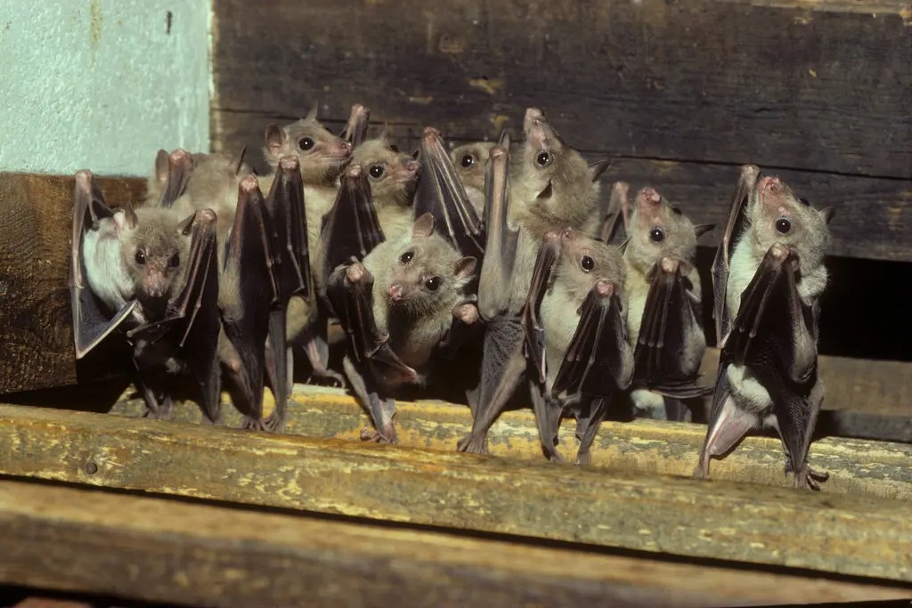 Ly do Bo Y te de nghi giam sat 21 ngay doi voi nguoi nghi mac Marburg hinh anh