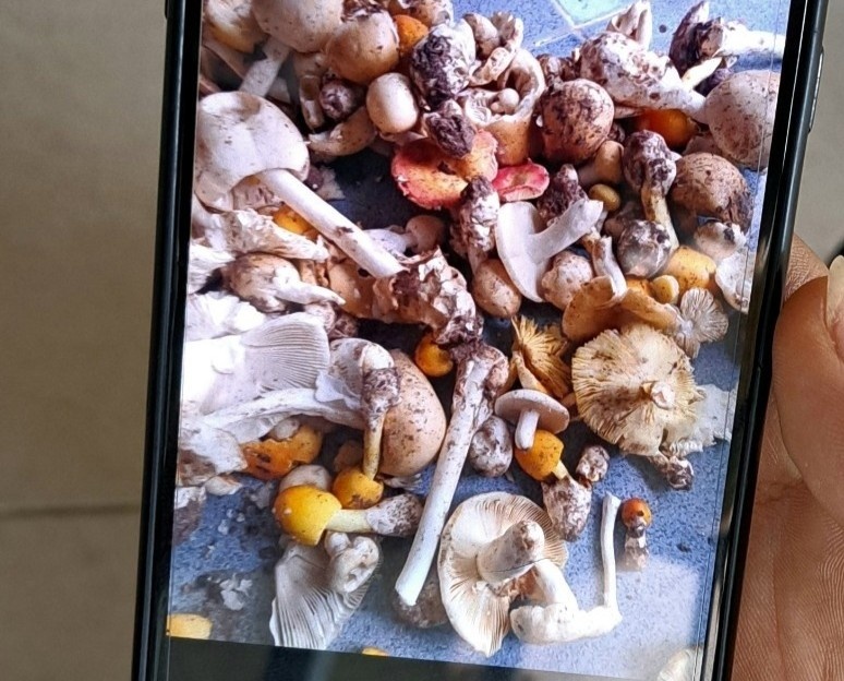 ngộ độc nấm ở TP.HCM ảnh 1 ngo doc nam o TP.HCM anh 1