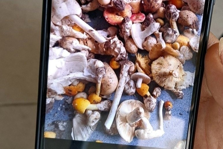 Hai tre o Tay Ninh nhap vien sau khi an loai nam co hinh thu la hinh anh