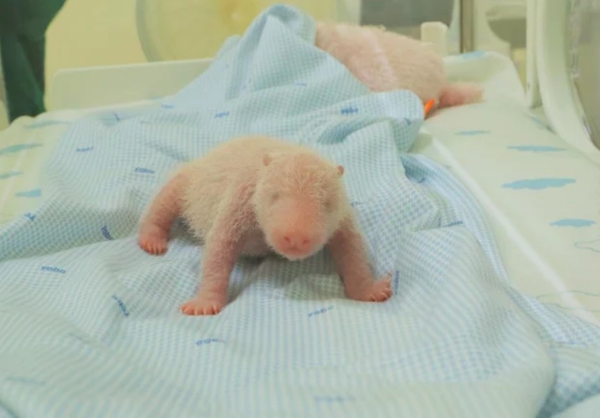 Gau truc dau tien ra doi o Indonesia hinh anh