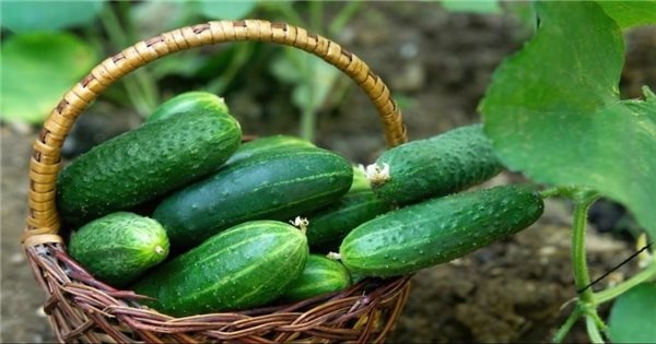 dua chuot mo mau anh 1