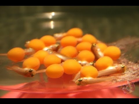 an trung ca Rong anh 1