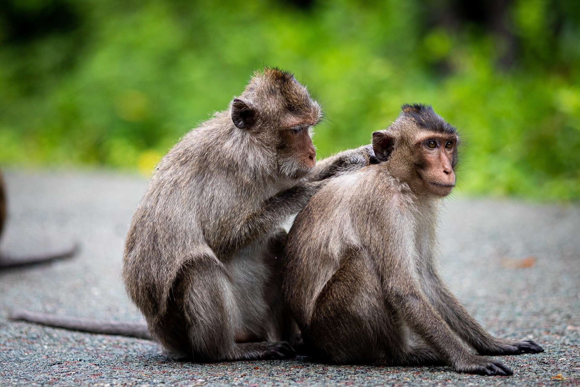 Khach tham quan Mui Dien lien tiep nhap vien vi bi khi can hinh anh