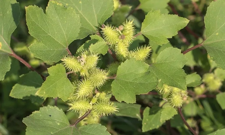 Viet Nam co cay thuoc quy la khac tinh cua nhieu benh hinh anh