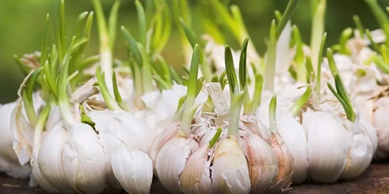 Toi moc mam co an duoc khong? hinh anh