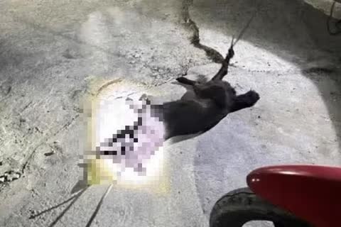 Cho hoang nghi bi dai can 12 nguoi dan o Lam Dong hinh anh