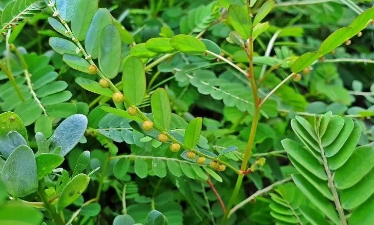 Viet Nam co cay thuoc quy, vua duong gan vua ha mo mau hinh anh