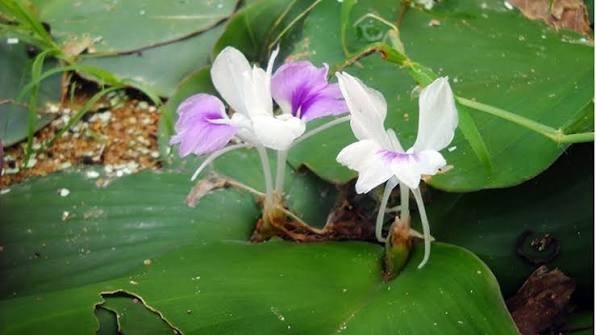Cay thuoc quy khong trong van moc tu nhien, dac tinh ngua ung thu hinh anh