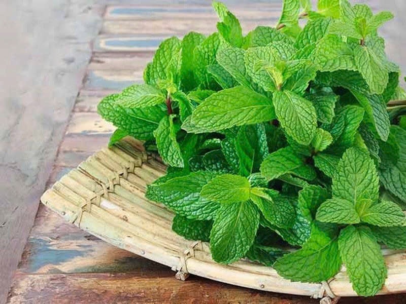 Cay thuoc da nang an vao cay te, the mat, gia re beo lai bo duong hinh anh