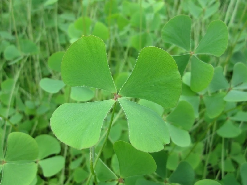Loai co moc hoang mang den nhieu loi ich cho suc khoe it ai ngo hinh anh