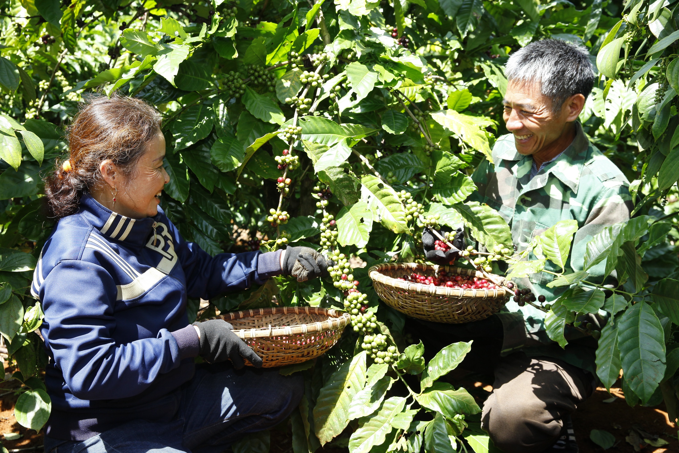 Nong nghiep tai sinh: 'Chia khoa' giup ca phe Viet vuot rao can xanh hinh anh