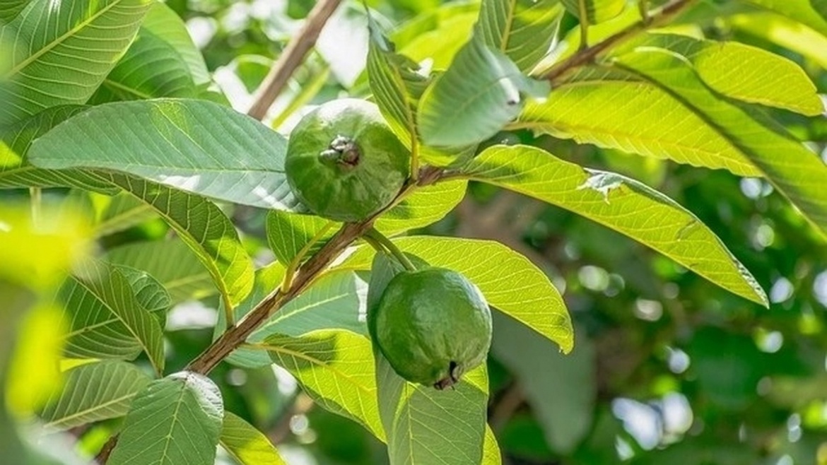 Loại cây quen mặt là 'tủ thuốc tự nhiên', từ quả đến lá đều cực tốt