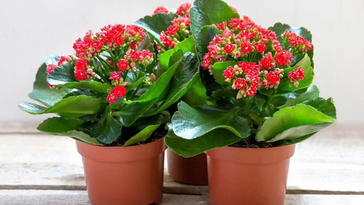Cây thuốc quý tốt đủ đường, nhiều người không biết chỉ trồng làm cảnh