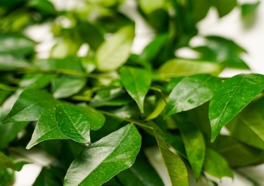 Loại lá có mùi khó quên được ví như thuốc dưỡng gan
