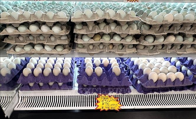 Mỹ ghi nhận gần 100 ca nhiễm Salmonella liên quan trứng bị thu hồi