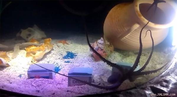 bạch tuộc dự đoán anh thua nga ảnh 1 bach tuoc du doan anh thua nga anh 1