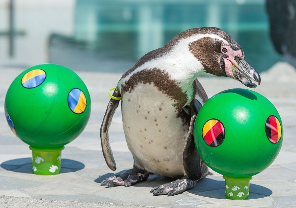 du doan euro 2016 anh 2