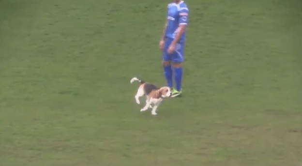 Chu cho chay vao san no dua lam tran dau bi gian doan hinh anh