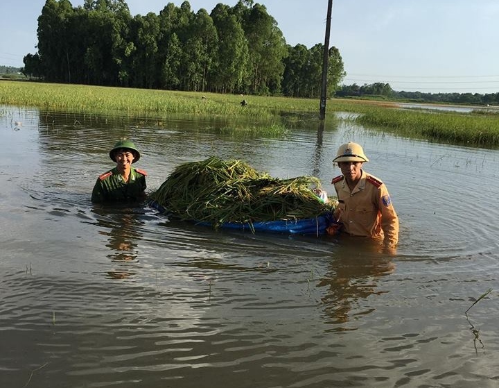 công an gặt lúa giúp dân ảnh 3 cong an gat lua giup dan anh 3
