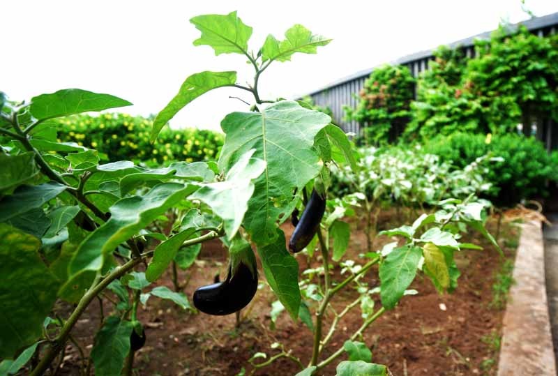 truong mam non quoc te anh 12