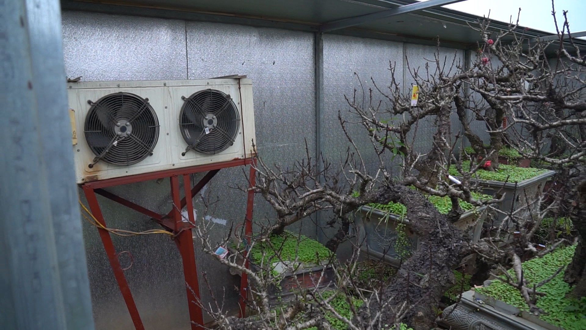 U dao co gia chuc trieu trong phong dieu hoa cho Tet hinh anh