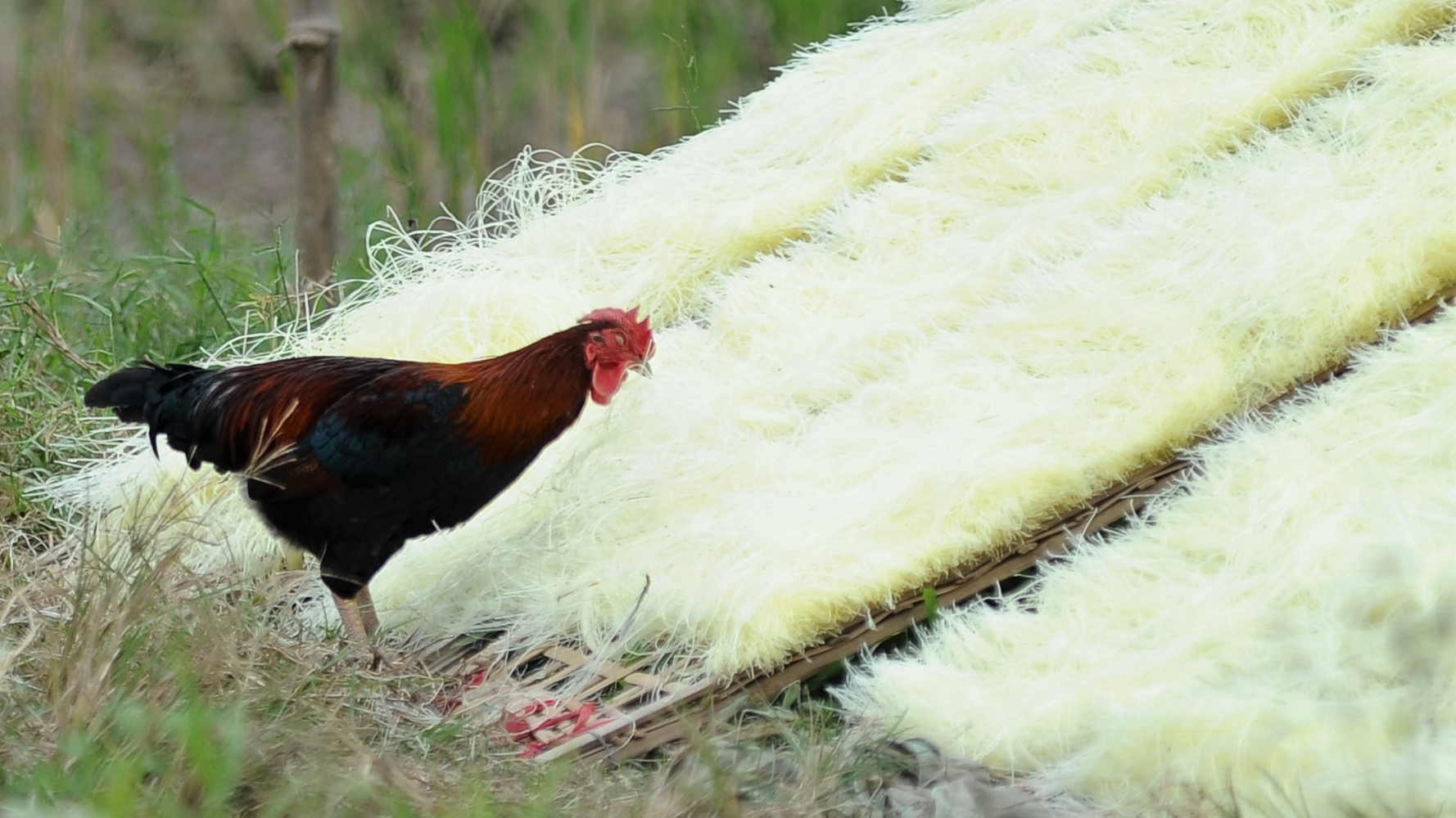 Canh phoi mien bui ban tren trien de ngoai thanh Ha Noi hinh anh