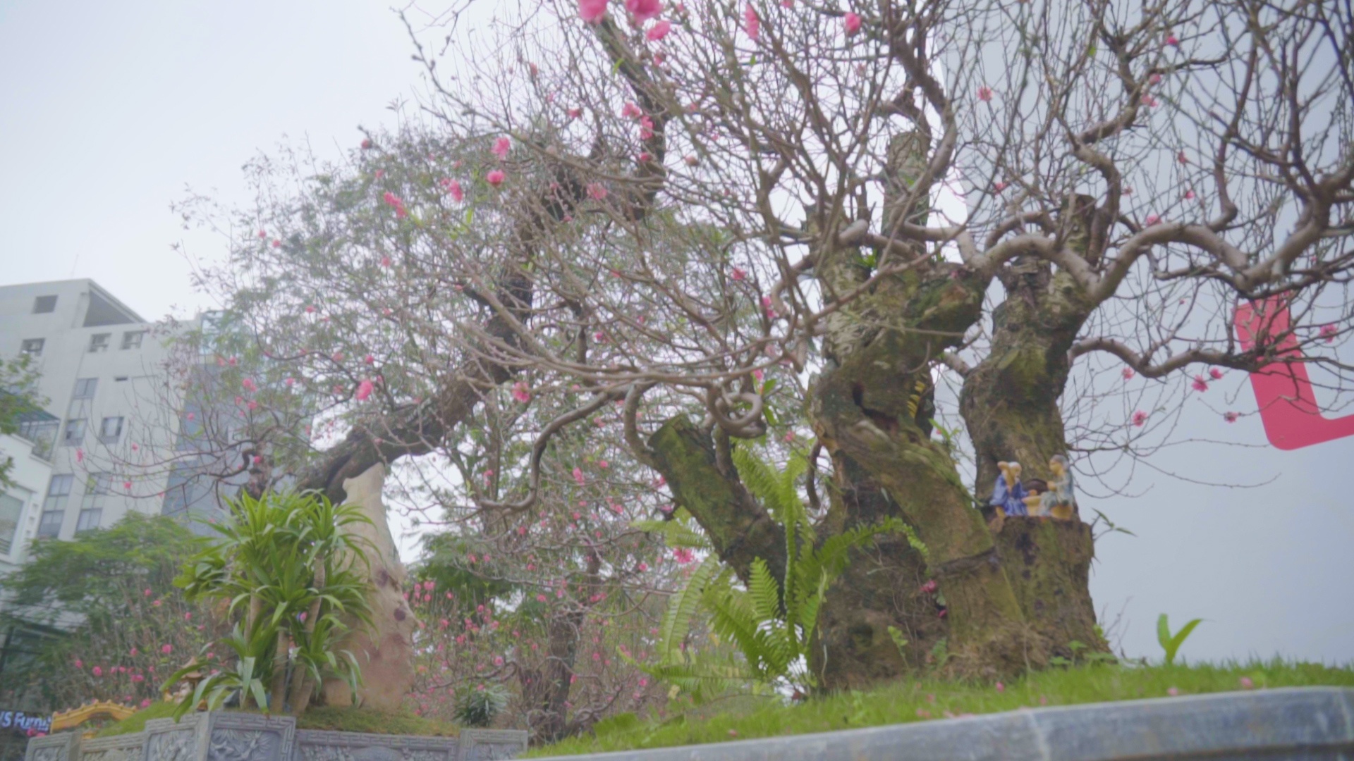 Chi gan 200 trieu so huu goc dao co thu 50 nam hinh anh