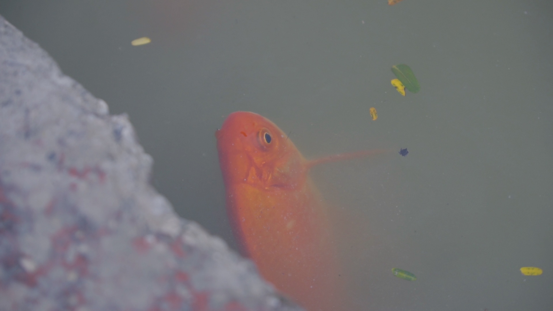 Ca chep cung ong Cong ong Tao tat tho khi vua duoc tha xuong ho hinh anh