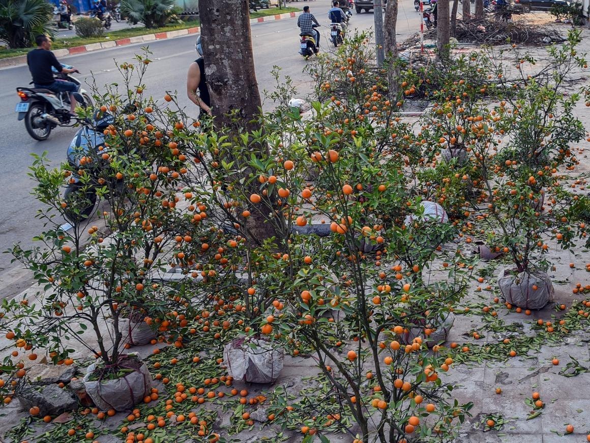 Hang tram canh dao rung, quat canh bi bo lai ven duong hinh anh