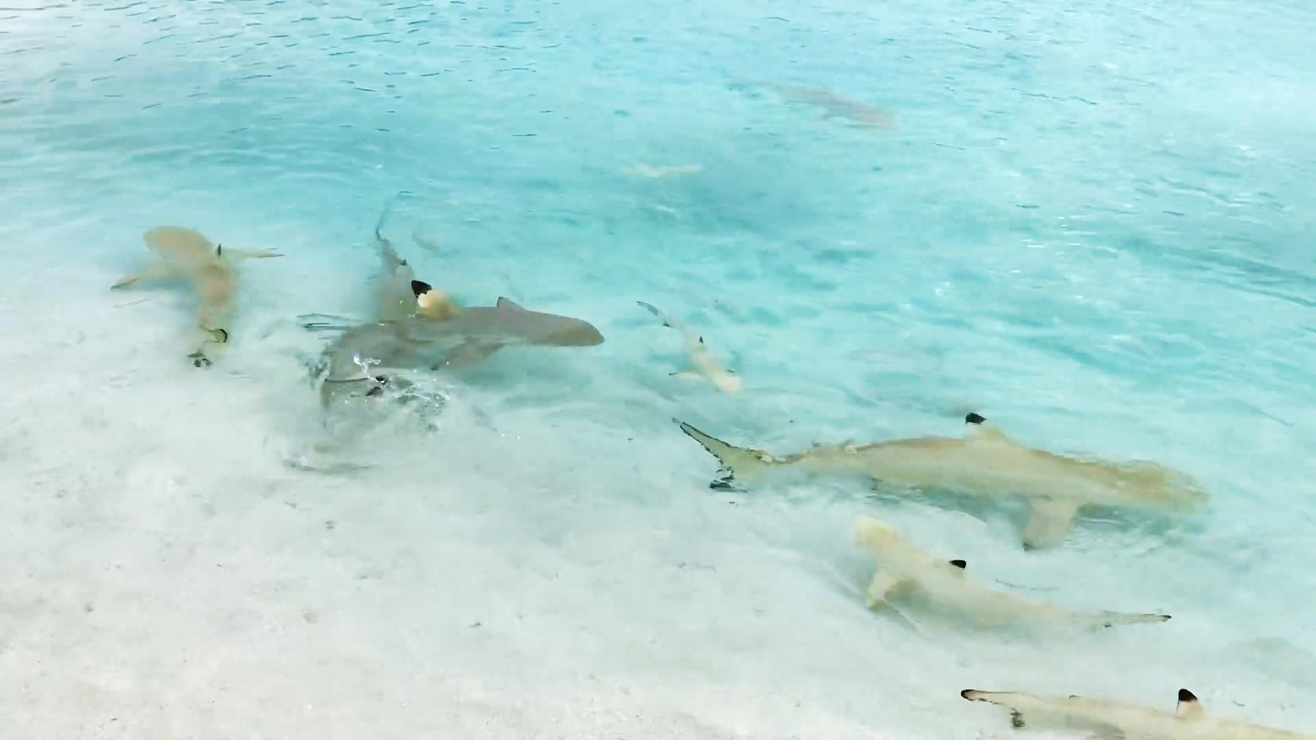 Choi dua cung ca map o 'thien duong Maldives' hinh anh